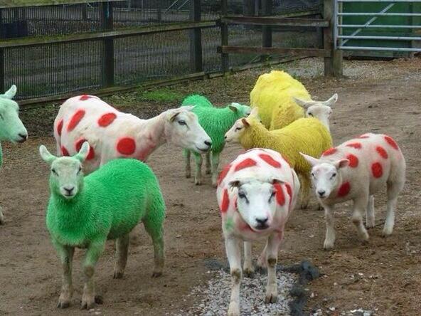 TdF Polka Dot sheep