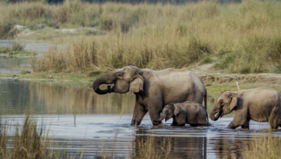 DAY 7 – CHITWAN NATIONAL PARK TO HETAUDA – 66KM, 828M TOTAL ASCENT