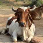 ff29f0ed-e6cc-4dfd-aaf9-6f303af8a809