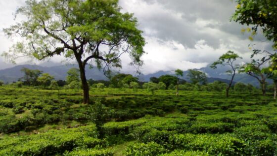 Day 4: Itahari to Siliguri Day 4: Itahari to Siliguri